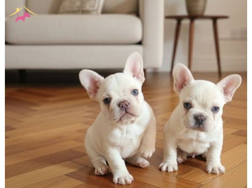 Platinium renginde exotic frenchbulldog 