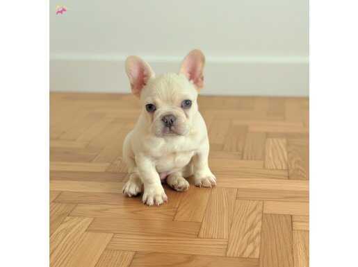 Ev ortamindan exotic french bulldog erkek yavru