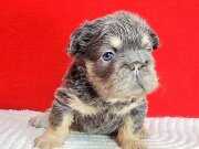 Tr de tek big rope fluffy exotic french bulldog yavru