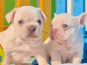 Kusursuz en özel mavi gözlü exotic french bulldog