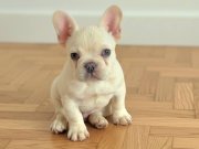 Ev ortamindan exotic french bulldog erkek yavru