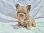 Kusursuz Exotic French Bulldog Yavruları 