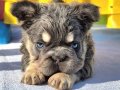 Eşsiz rüya gibi BİGROPE FLUFFY FRENCH BULLDOG YAVRU