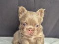 Sadece en iyi en özel  French bulldog yavruları