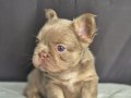 Sadece en iyi en özel  French bulldog yavruları