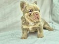 Sadece en iyi en özel  French bulldog yavruları