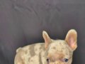 Sadece en iyi en özel  French bulldog yavruları