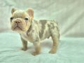 Sadece en iyi en özel  French bulldog yavruları