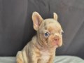 Sadece en iyi en özel  French bulldog yavruları
