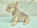 Sadece en iyi en özel  French bulldog yavruları