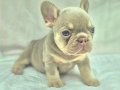 Sadece en iyi en özel  French bulldog yavruları
