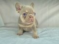 Sadece en iyi en özel  French bulldog yavruları