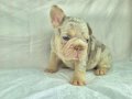 Sadece en iyi en özel  French bulldog yavruları