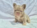 Kusursuz Exotic French Bulldog Yavruları 