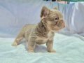 Kusursuz Exotic French Bulldog Yavruları 