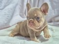 Kusursuz Exotic French Bulldog Yavruları 