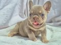Kusursuz Exotic French Bulldog Yavruları 