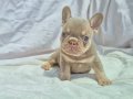 Kusursuz Exotic French Bulldog Yavruları 