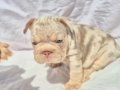 En iyi dna ve en iyi anatomide exotic french bulldog 