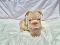 En iyi dna ve en iyi anatomide exotic french bulldog 