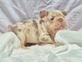En iyi dna ve en iyi anatomide exotic french bulldog 