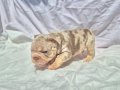 En iyi dna ve en iyi anatomide exotic french bulldog 