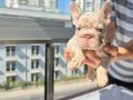 En üst versiyonda Tr de ki en özel french bulldoglar