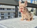En üst versiyonda Tr de ki en özel french bulldoglar