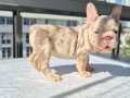 En üst versiyonda Tr de ki en özel french bulldoglar