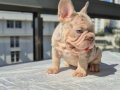 En üst versiyonda Tr de ki en özel french bulldoglar