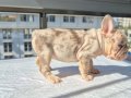 En üst versiyonda Tr de ki en özel french bulldoglar