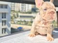 En üst versiyonda Tr de ki en özel french bulldoglar