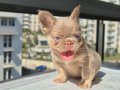 Pofuduk tüy yapısında en yeni üst versiyom renkte frenchbull