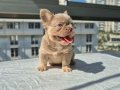 Pofuduk tüy yapısında en yeni üst versiyom renkte frenchbull