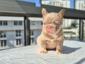Pofuduk tüy yapısında en yeni üst versiyom renkte frenchbull