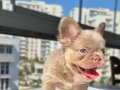 Pofuduk tüy yapısında en yeni üst versiyom renkte frenchbull