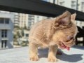 Pofuduk tüy yapısında en yeni üst versiyom renkte frenchbull