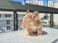 Pofuduk tüy yapısında en yeni üst versiyom renkte frenchbull
