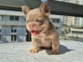 Pofuduk tüy yapısında en yeni üst versiyom renkte frenchbull