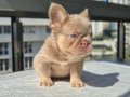 Pofuduk tüy yapısında en yeni üst versiyom renkte frenchbull