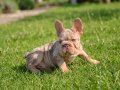 En özel versiyon Bİgrope exotic french bulldog