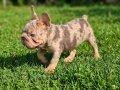 En özel versiyon Bİgrope exotic french bulldog
