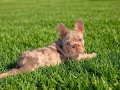En özel versiyon Bİgrope exotic french bulldog