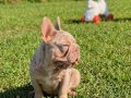En özel versiyon Bİgrope exotic french bulldog