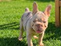 En özel versiyon Bİgrope exotic french bulldog
