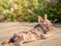 En özel versiyon Bİgrope exotic french bulldog