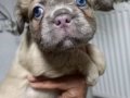 RENKLİ FLUFFY DNA FRENCH BULDOG YAVRULARI