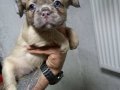 RENKLİ FLUFFY DNA FRENCH BULDOG YAVRULARI