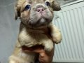 RENKLİ FLUFFY DNA FRENCH BULDOG YAVRULARI