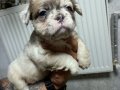 RENKLİ FLUFFY DNA FRENCH BULDOG YAVRULARI